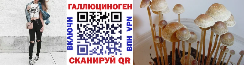 Галлюциногенные грибы Psilocybe Павловск